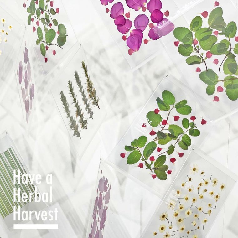 飲んで、飾るハーブティー。「Have a Herbal Harvest」をおうち時間のおともにの画像