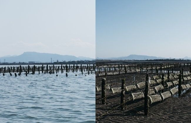 瀬戸内海最大の中津干潟（大分県中津市）で育つ「ひがた美人」