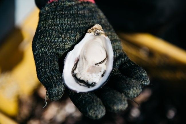 おうちで生牡蠣!ブランド牡蠣「ひがた美人」の冷凍販売がスタートの画像