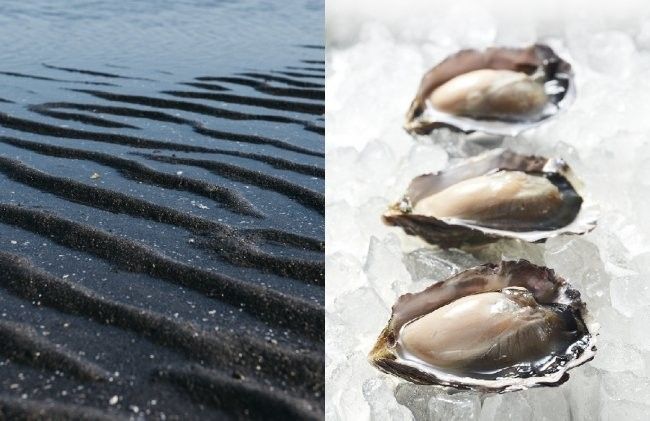 おうちで生牡蠣!ブランド牡蠣「ひがた美人」の冷凍販売がスタートの画像