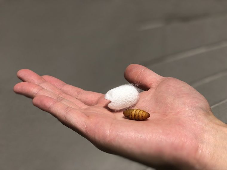 昆虫食のアントシカダがカイコを原料に使用した「シルクソーセージ」を新発売!の画像