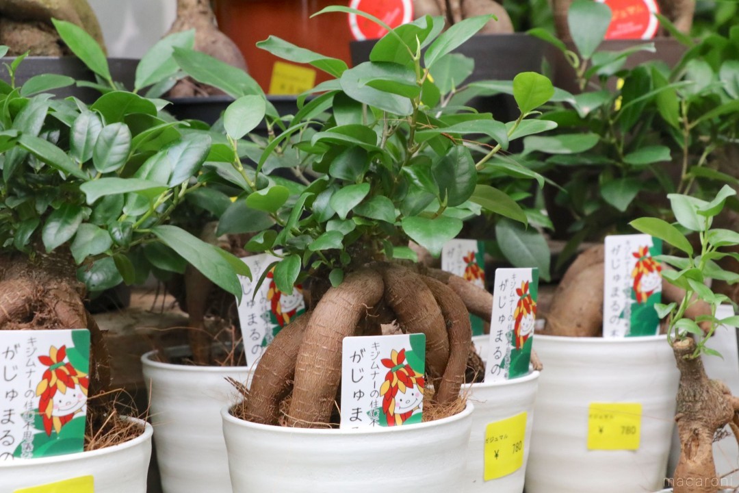 プロに聞いた 初心者okの観葉植物3選と上手な育て方 Macaroni
