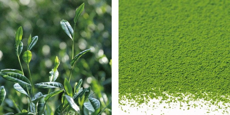 世界初!抹茶の品種を食べ比べるスイーツ「抹茶のテリーヌショコラ」が登場の画像