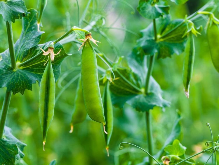 12月はエンドウ豆を植えよう ベランダ菜園におすすめの野菜 ハーブ 4 2ページ目 Macaroni