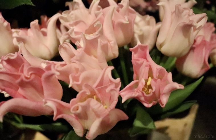 2 14は花を贈ろう 青山フラワーマーケットに聞く フラワーバレンタイン の楽しみ方 2ページ目 Macaroni