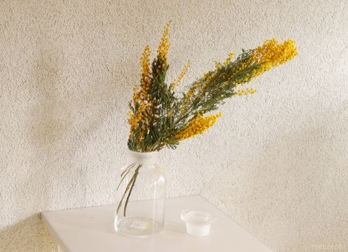 ミモザのある暮らし プロが教えるドライフラワー作りのコツと簡単アレンジ術3選 2ページ目 Macaroni