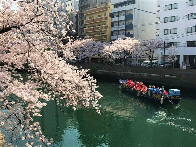 桜クルーズ船と満開の桜