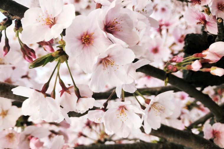 春を彩るトレンドスイーツ♪ なめらか「桜チーズテリーヌ」の作り方の画像