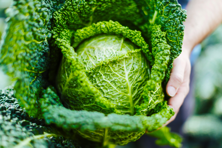 ニュージーランド 新鮮な野菜