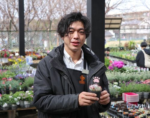 プロが伝授 多肉植物の上手な育て方 初心者向け3品種 Macaroni プロが伝授 多肉植物の上手な育て方 初心者向け3品種 Macaroni