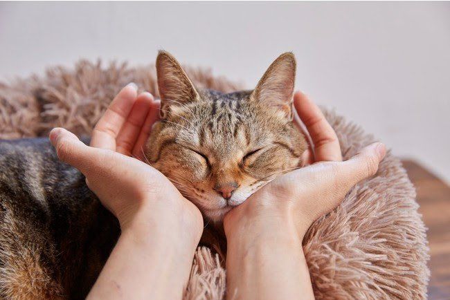 サブウェイ史上初!4月1日限定「ほっこり猫サンド」が登場、秘伝の作り方も教えますの画像