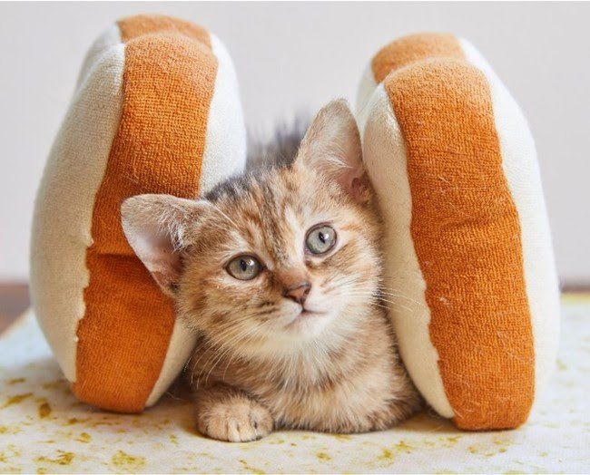 サブウェイ史上初!4月1日限定「ほっこり猫サンド」が登場、秘伝の作り方も教えますの画像