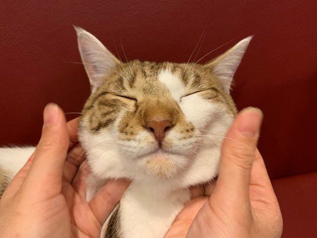 サブウェイ史上初!4月1日限定「ほっこり猫サンド」が登場、秘伝の作り方も教えますの画像