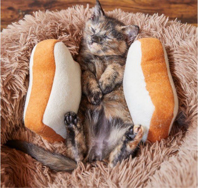 サブウェイ史上初!4月1日限定「ほっこり猫サンド」が登場、秘伝の作り方も教えますの画像