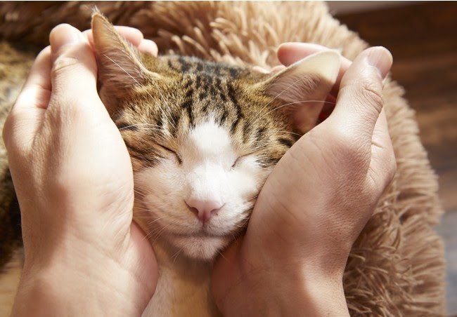 サブウェイ史上初!4月1日限定「ほっこり猫サンド」が登場、秘伝の作り方も教えますの画像