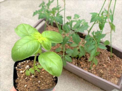 4月はバジルの寄せ植えにチャレンジ ベランダ菜園におすすめの野菜 ハーブ 12 Macaroni