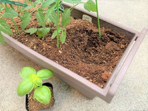 4月はバジルの寄せ植えにチャレンジ ベランダ菜園におすすめの野菜 ハーブ 12 Macaroni