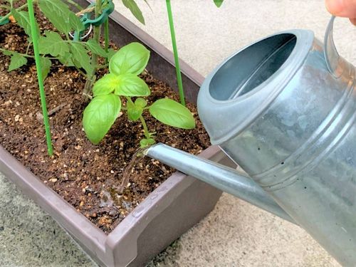 4月はバジルの寄せ植えにチャレンジ ベランダ菜園におすすめの野菜 ハーブ 12 Macaroni