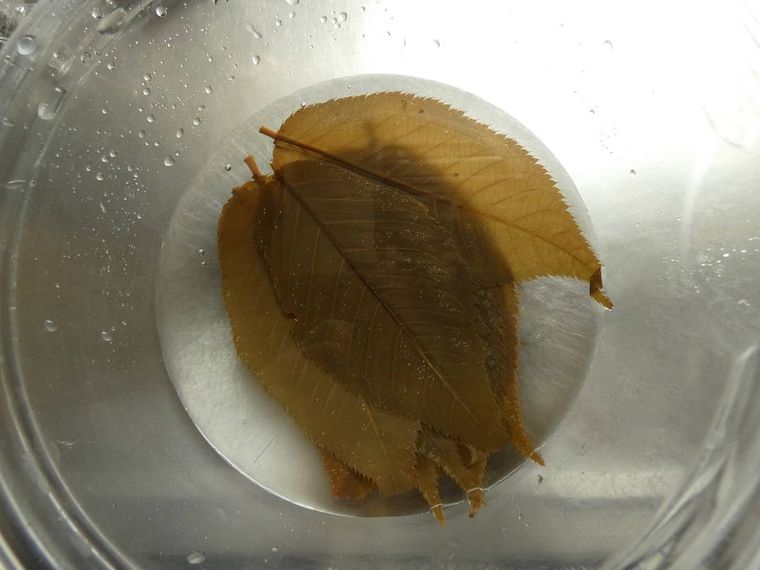 ボウルに入った水と塩漬けの桜の葉