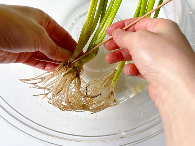 せりの根っこを洗う様子