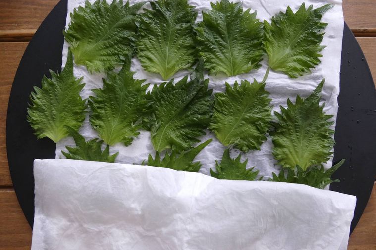 大葉をキッチンペーパーに並べて水気を拭く様子