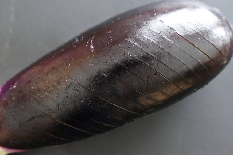 なすの表面全体に浅い切り込みをたくさん入れた様子