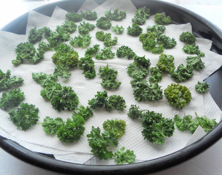 丸天板に並べてレンジ加熱したパセリの穂先