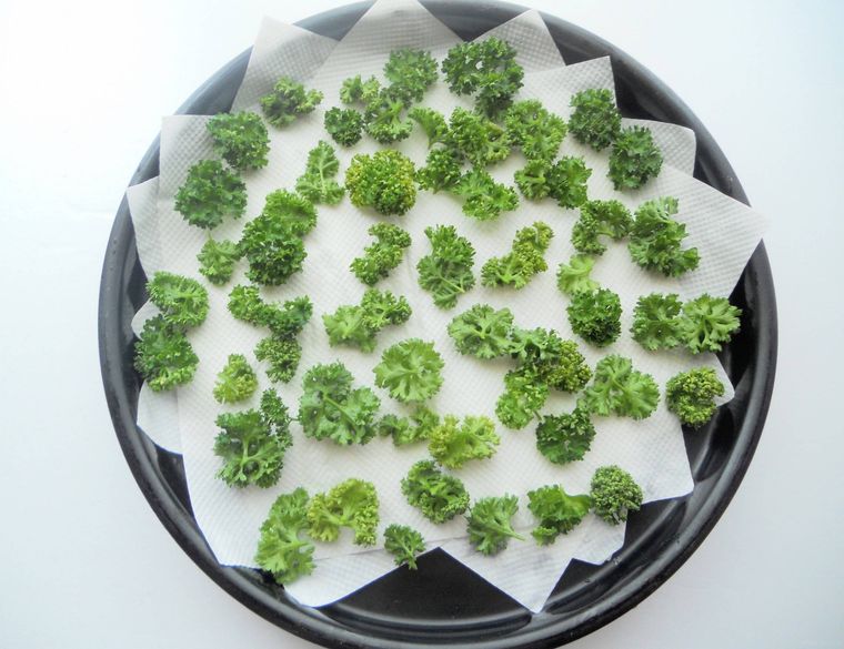 丸天板に敷いたキッチンペーパーの上に、パセリの穂先を広げている様子