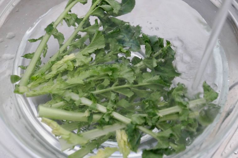 大根の葉を水の中で洗う様子
