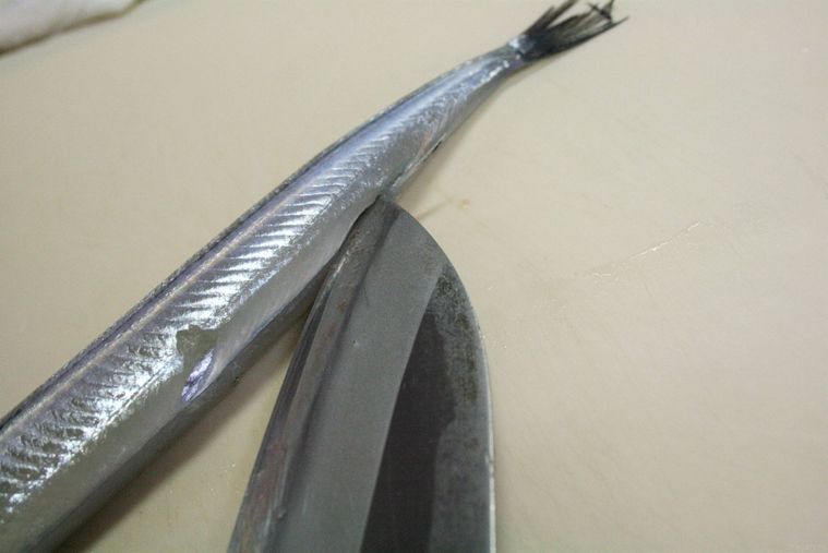 サヨリのお腹を切っている様子