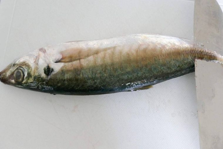 まな板の上に置かれたあじ