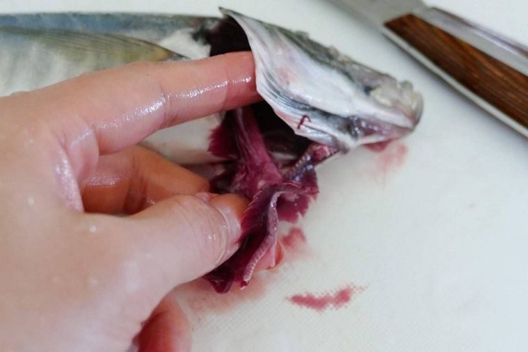 あじのエラ部分に指を差し込む様子