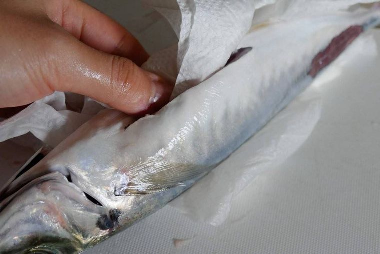 あじのお腹をキッチンペーパーで拭く様子