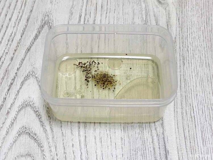 保存容器に材料を入れる写真