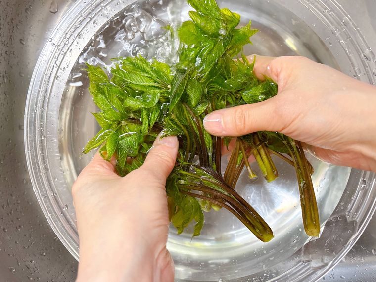 コシアブラを洗う様子