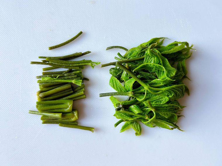 カットしたコシアブラ