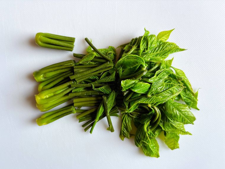 カットしたコシアブラ