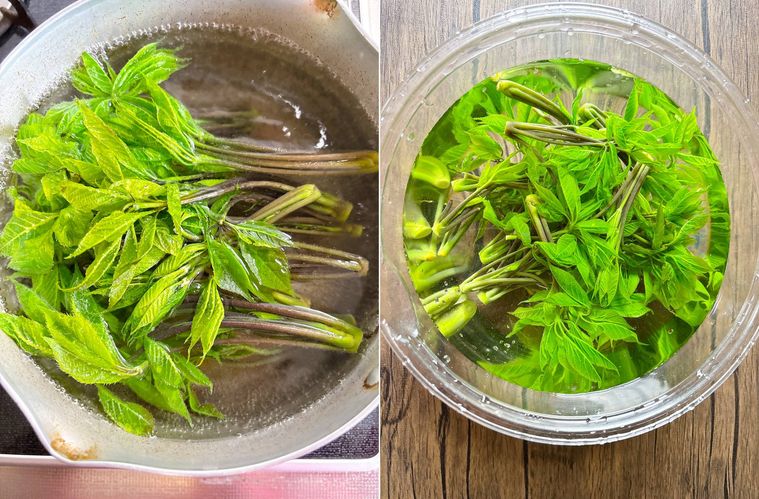 コシアブラをゆでて冷水にさらす様子